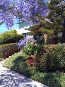 Jacaranda and agapanthus
