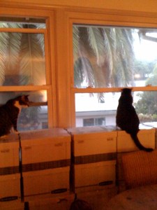 Feline packing inspectors