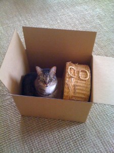 Zoe in Box