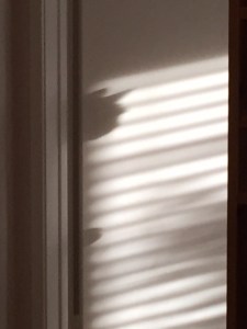 Cat Shadow